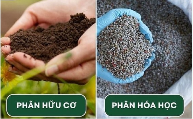 So sánh phân bón hữu cơ vi sinh với phân hóa học